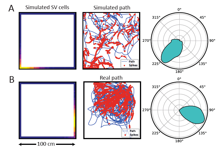 Spatial representation in the avian hippocampal formation